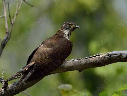 Large hawk-cuckoo (Hierococcyx sparverioides) the eagle hawk wit photo