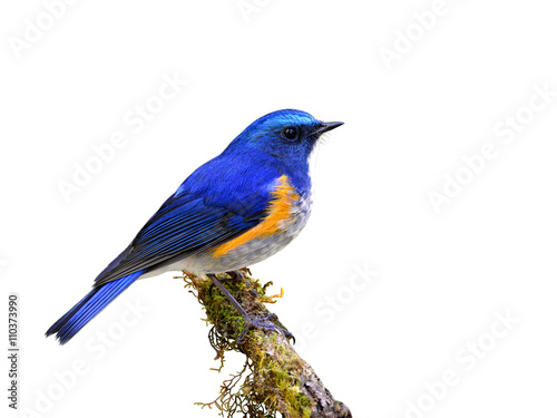 Male of Himalayan bluetail or Orange-flanked bush-robin (Tarsige © prin79