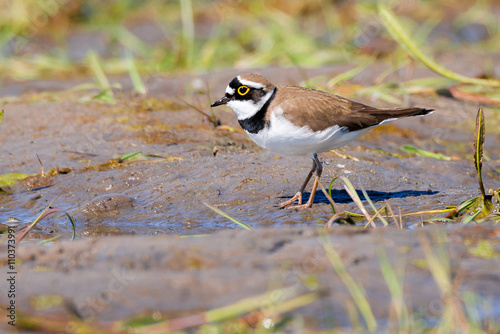 Flussregenpfeifer (Charadrius dubius) an einem Tümpel photo