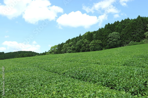 茶畑と青空