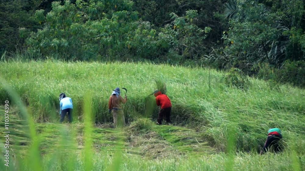 People working on rice field in Bali, Indonesia, super slow motion 120fps
People working on rice field in Bali, Indonesia, super slow motion 120fps