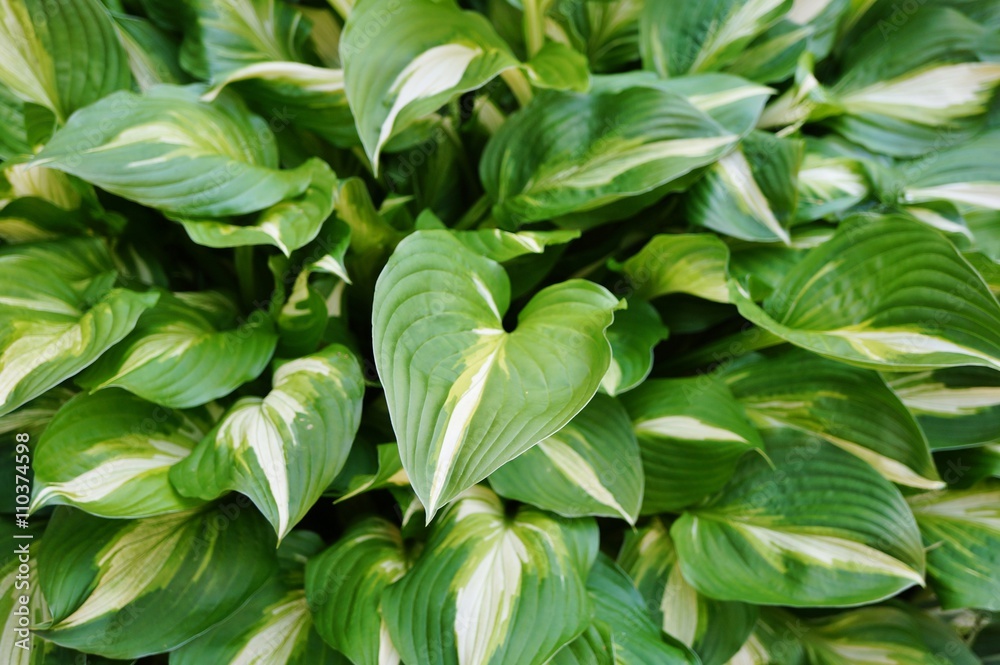 Green and white leaves of hosta plants Green and white leaves of hosta plants