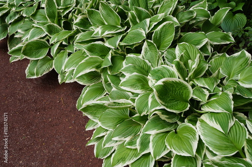 Border of green hosta plants in the shade garden