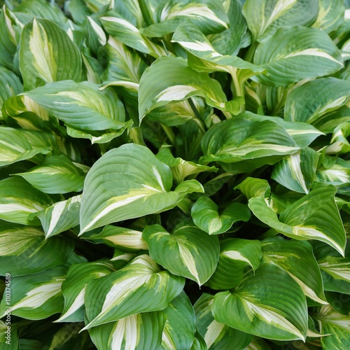 Green and white leaves of hosta plants