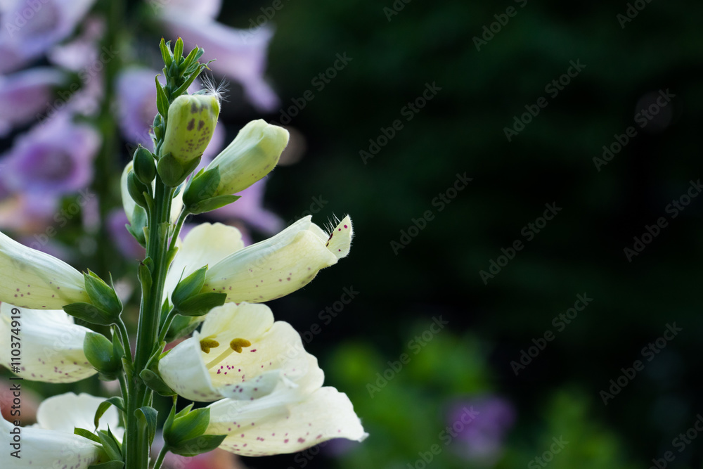 ジギタリスの花 Digitalis Stock 写真 Adobe Stock