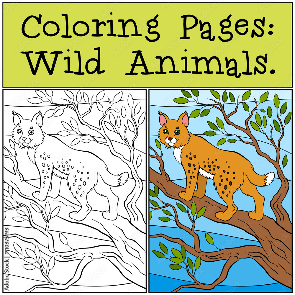 Obraz premium Coloring Pages: Wild Animals. Little cute lynx stands on the tre
