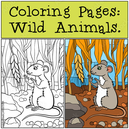 Coloring Pages: Wild Animals. Little cute mouse looks at the whe photo