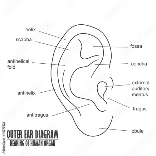 Outer Ear Diagram hearing of human organ