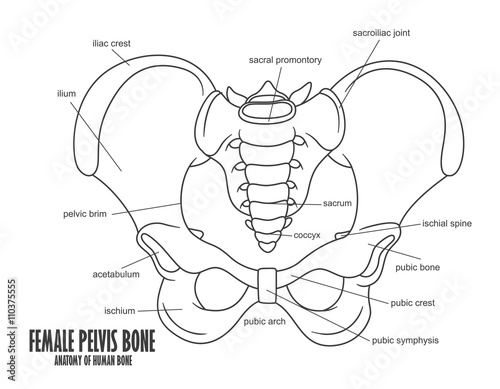 Female Pelvis Bone anatomy photo