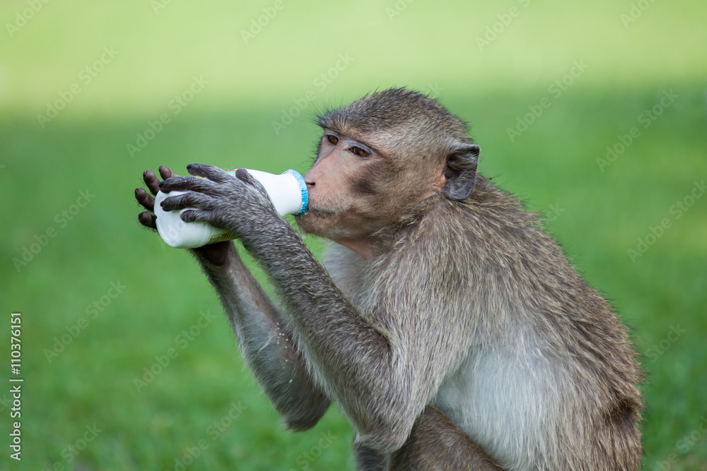 Obraz premium Monkey drinking milk in the park in sunny day