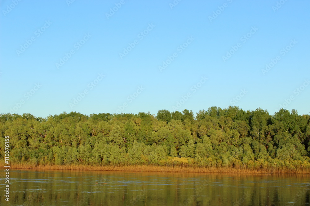 river on the background of green forest