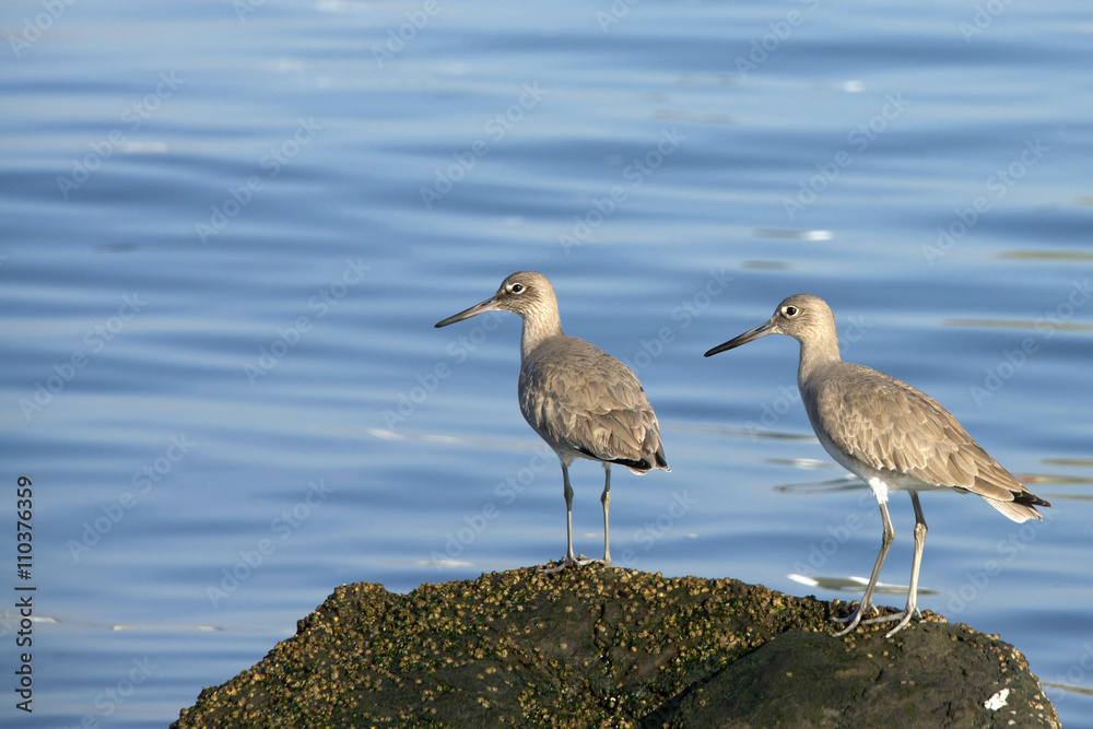 Pair of Stilt Sandpipers standing on a rock Pair of Stilt Sandpipers standing on a rock