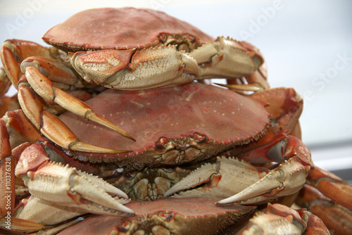 Stack of Dungeness crabs for market
