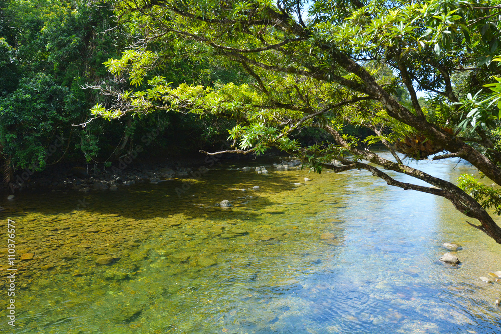 Obraz premium Landscape of a wild stream in Daintree National Park Queensland