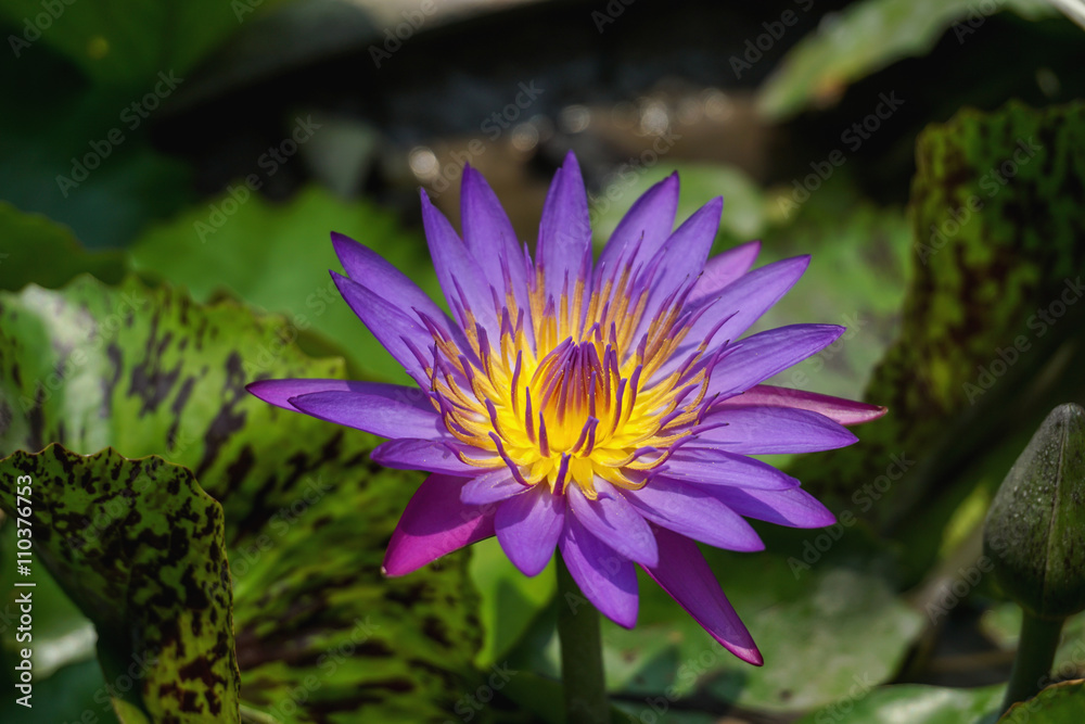 Fototapeta premium Violet lotus flower