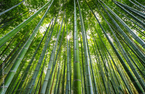 Bamboo forest  Arashiyama  Kyoto  Japan