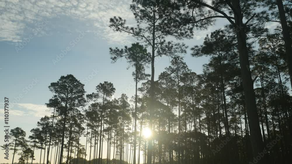 4K Pine Flatwoods Sunrise 3