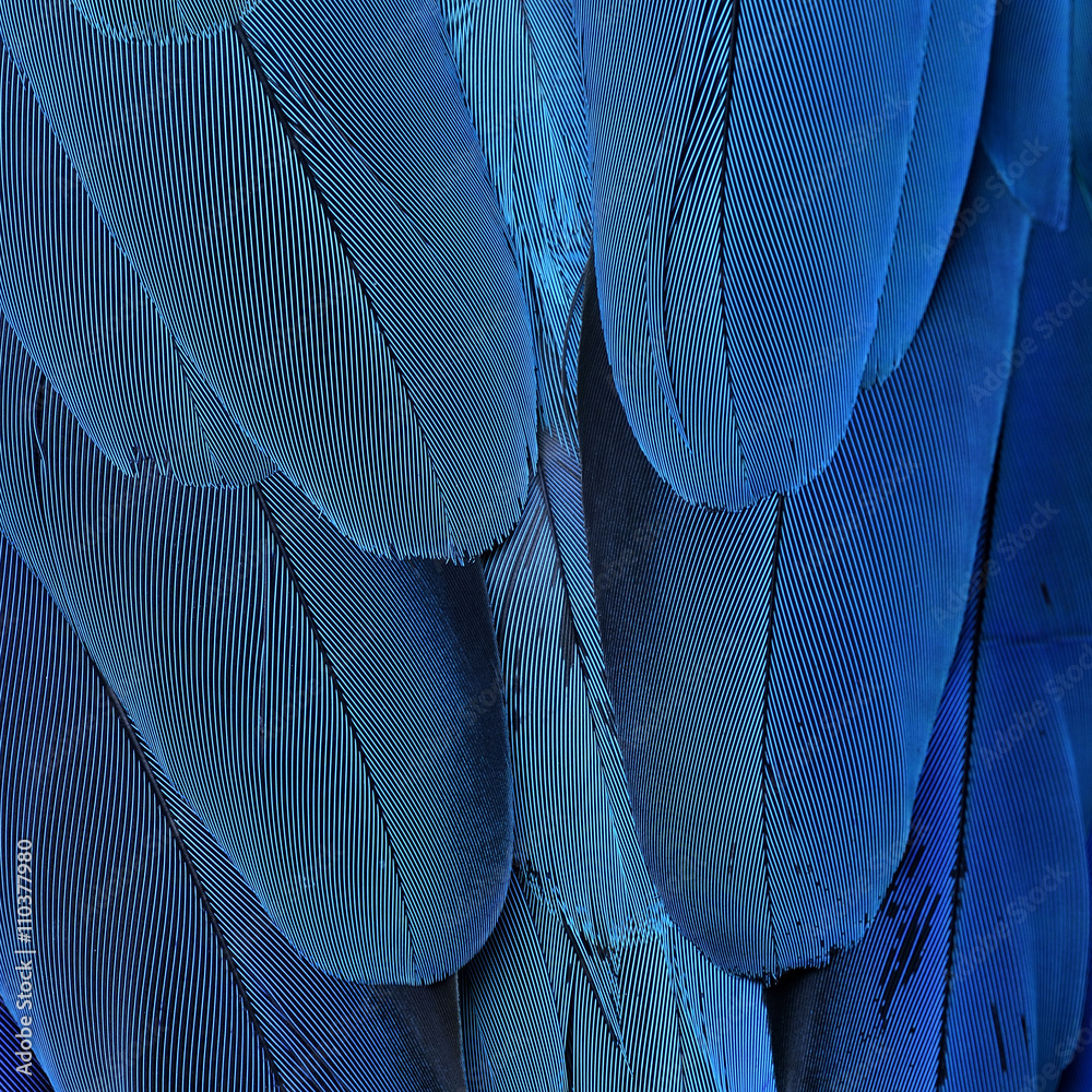 Exotic blue background, feathers of the blue-and-yellow macaw (A