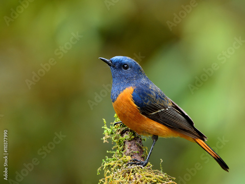 Exotic blue bird, the Blue-fronted Redstart (Phoenicurus frontal