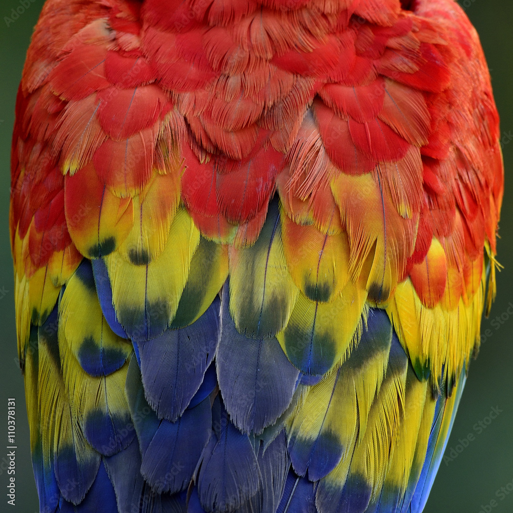 Obraz premium Feathers of Scarlet Macaw parrot bird, the beautiful colorful te