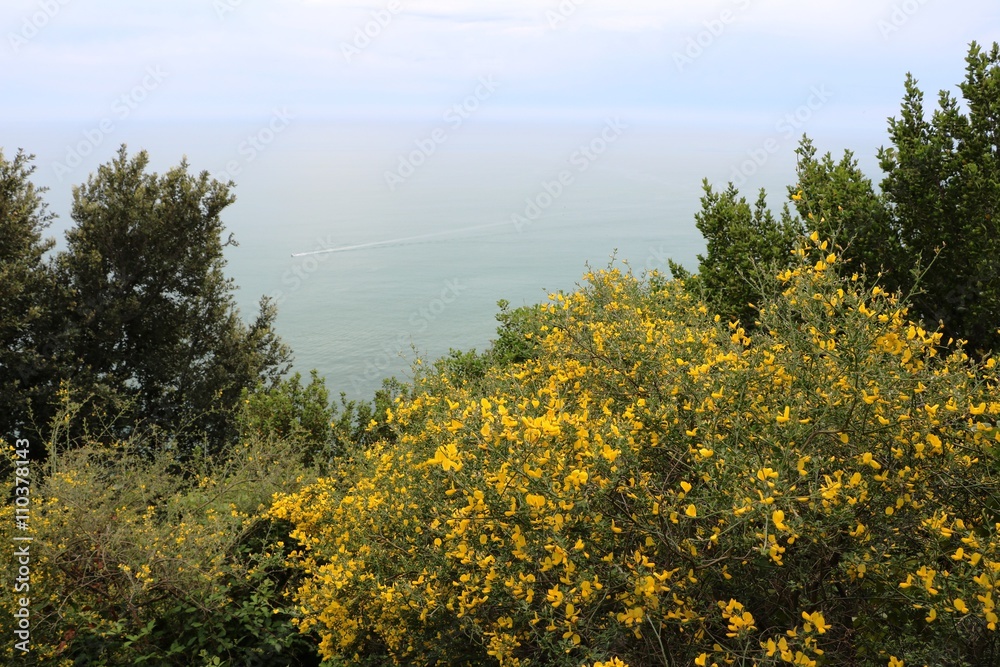 Flowering Gingster shrubs at the Amalfi Coast, Cinque Terre Italy Flowering Gingster shrubs at the Amalfi Coast, Cinque Terre Italy
