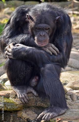 Old male Chimpanzee in thoughtful pose