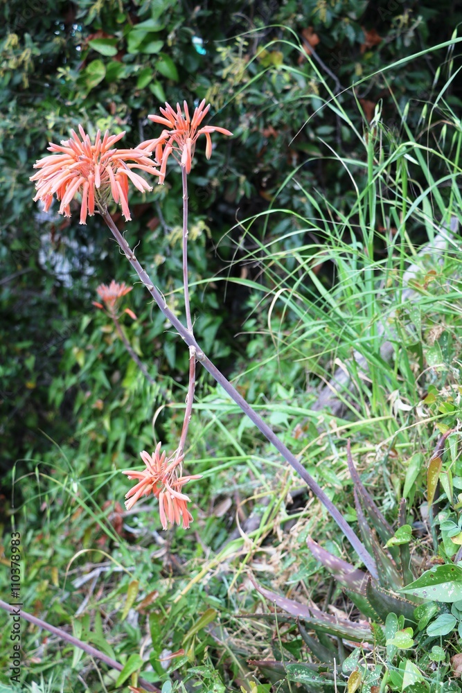 Red flowering Agave on the Amalfi Coast, Cinque Terre Italy Red flowering Agave on the Amalfi Coast, Cinque Terre Italy