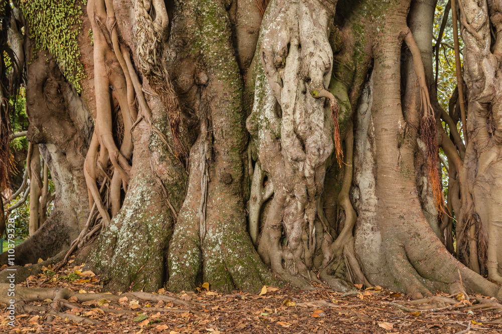 ficus tree trunk and aerial roots