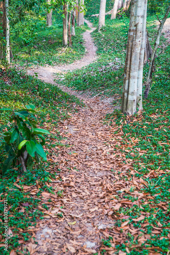 walkway natural in the park photo