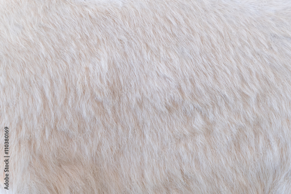 White fur texture White fur texture