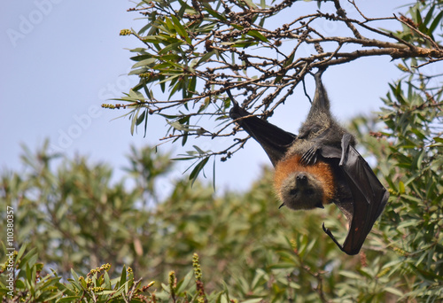 Canvas Print Fruit bat (Grey headed Flying fox) hanging from a tree branch with one leg