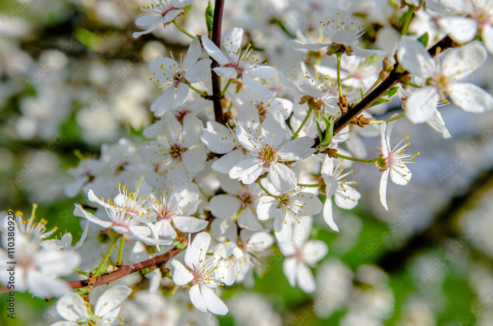 Obraz premium Spring flowering cherry tree closeup