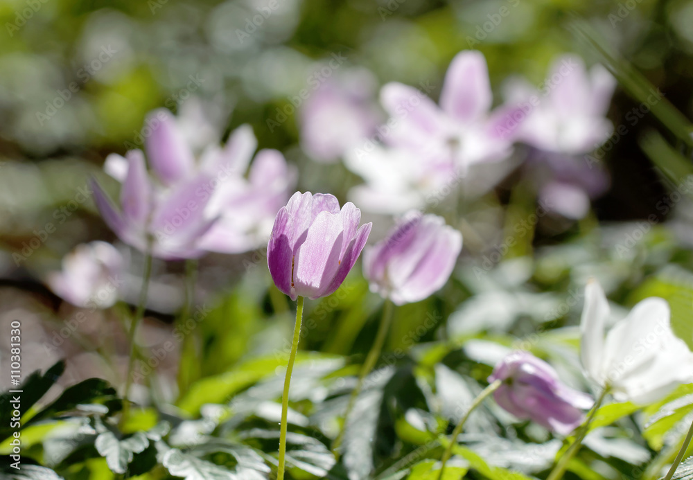 Closeup of wood anemone with a violet tint Closeup of wood anemone with a violet tint
