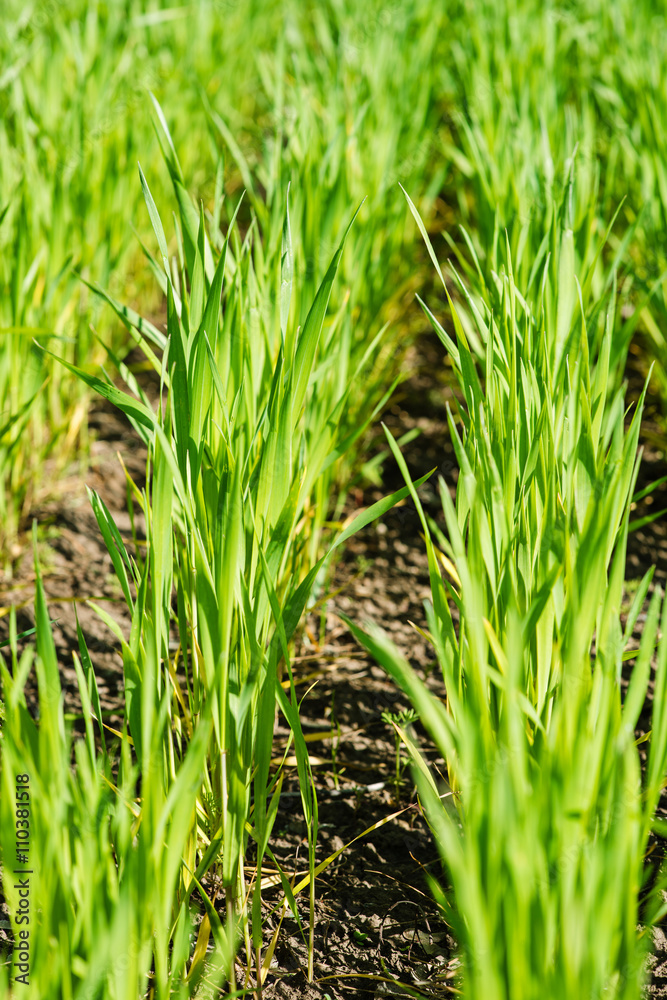Green sprouts of wheat in the field Green sprouts of wheat in the field