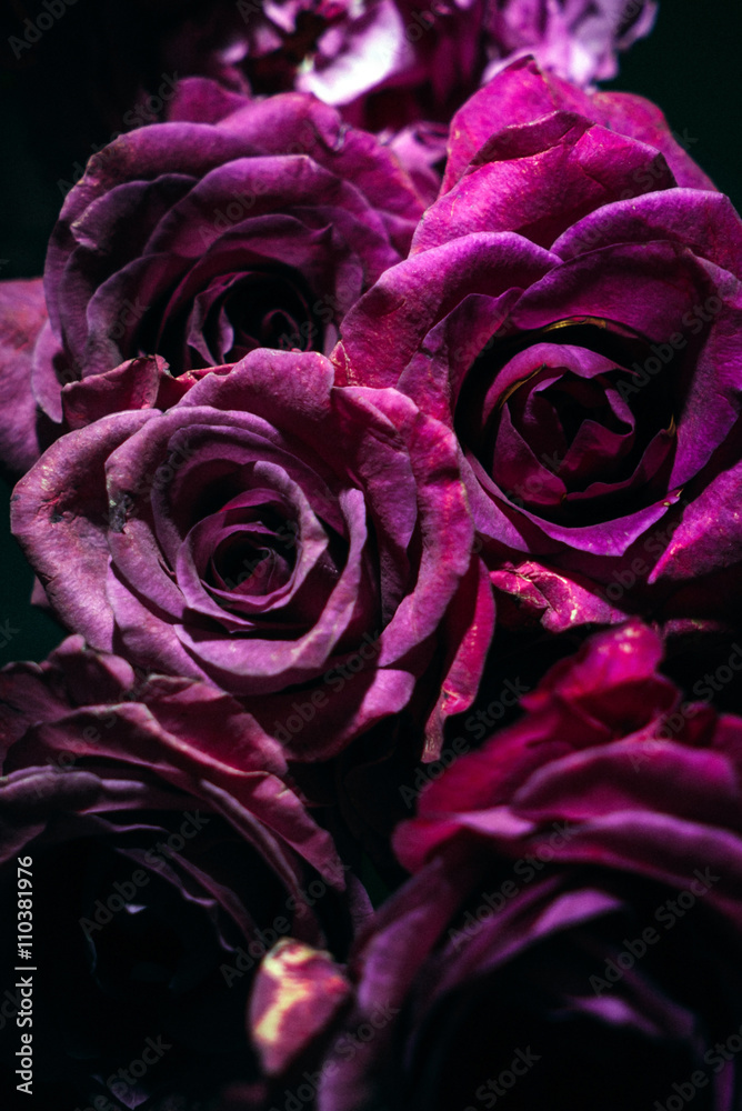Obraz premium purple roses