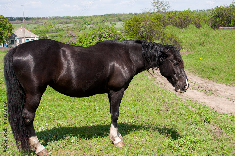 Black horse grazing on a meadow in the village Black horse grazing on a meadow in the village
