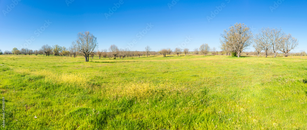 Obraz premium Green fields with trees over a blue sky. Spring and summer