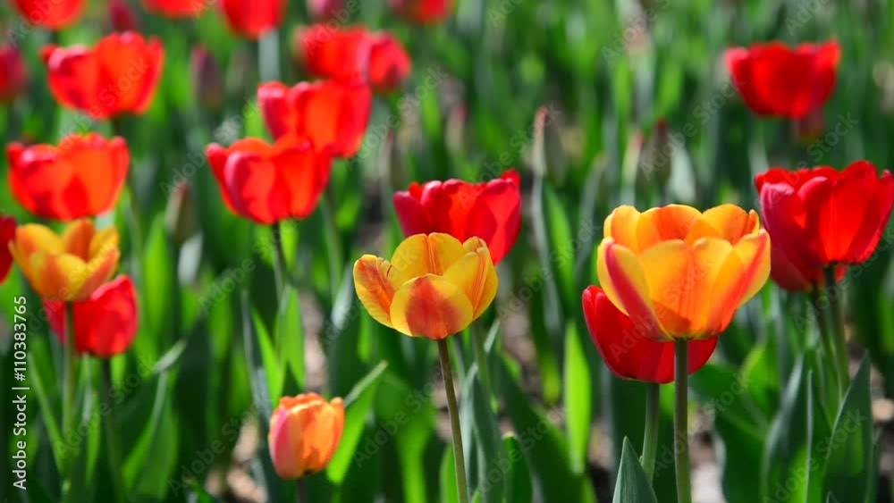 Many varietal red and orange tulips on flowerbed Many varietal red and orange tulips on flowerbed