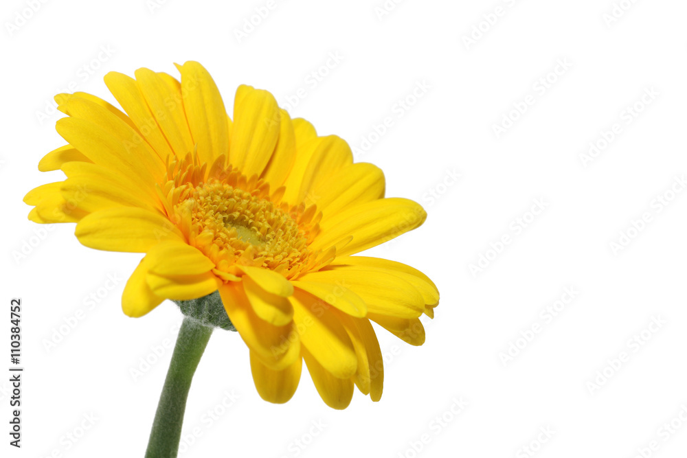 fresh yellow gerbera daisy close up