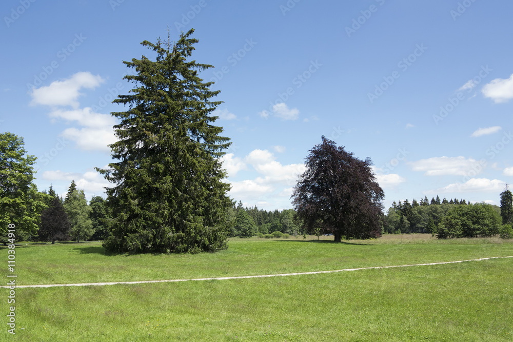 Fototapeta premium Natural Preserve Kladska peats