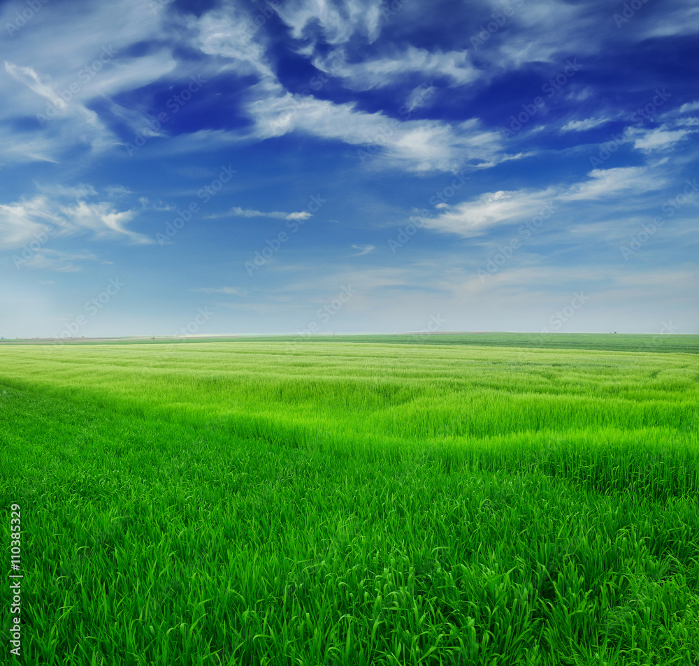 Green wheat in the field