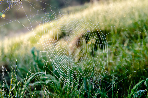 cobwebs in the rays of dawn close-up