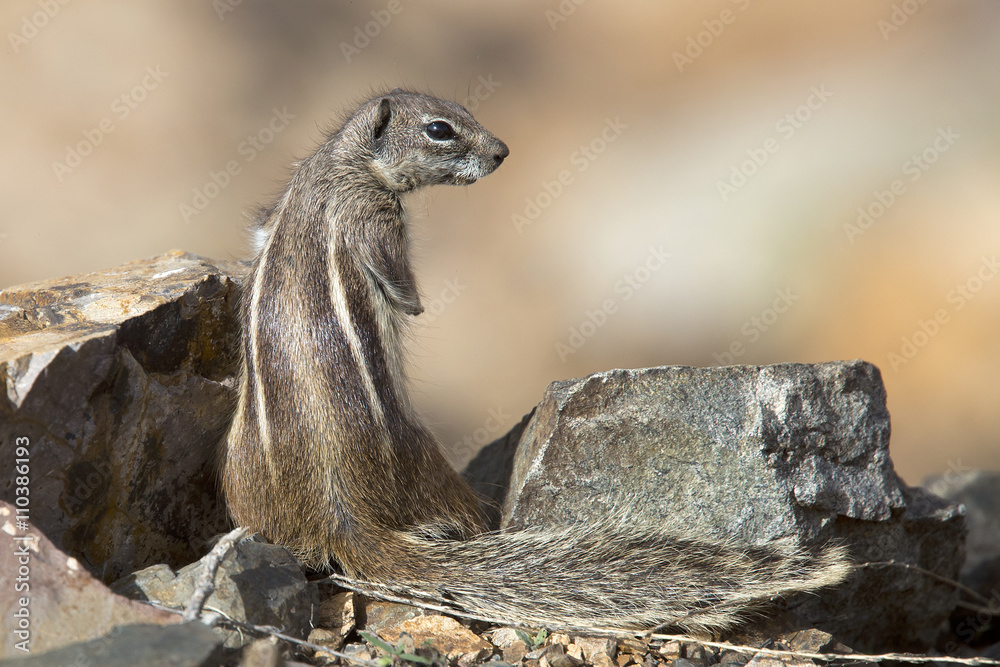 Obraz premium Barbary Ground Squirrel (Atlantoxerus getulus), Fuertaventura, Canary Islands, Spain.
