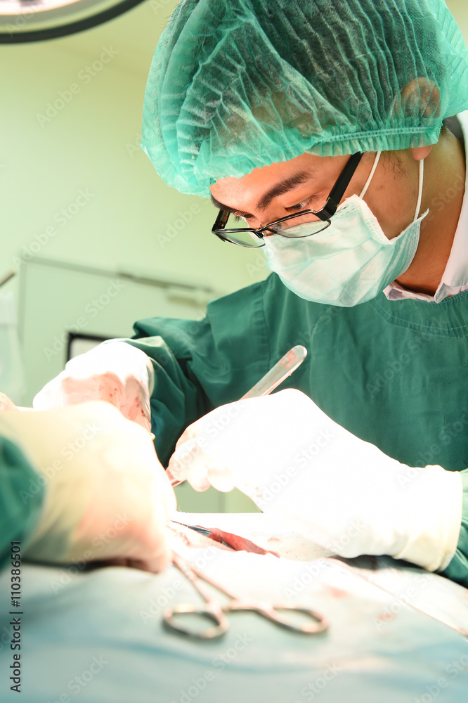 veterinarian surgery in operation room veterinarian surgery in operation room