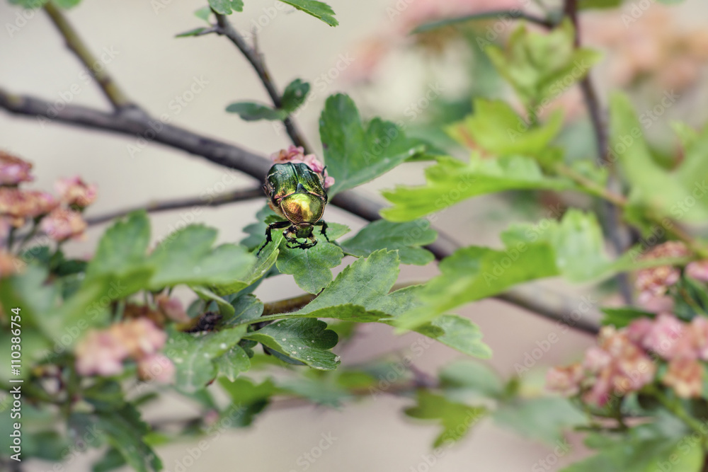 colorful rose chafer beetle on a blooming tree. Cetonia aurata colorful rose chafer beetle on a blooming tree. Cetonia aurata