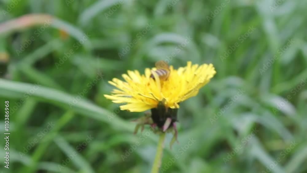 Bee on yellow dandelion in sunny spring day. Bee on yellow dandelion in sunny spring day.