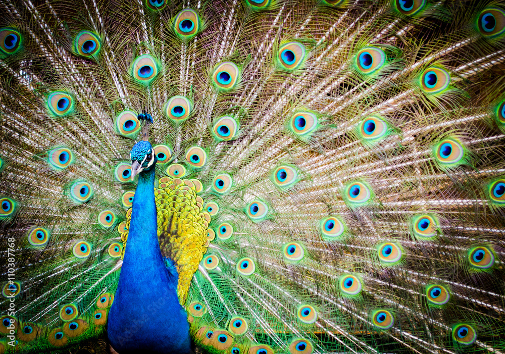 Obraz premium beautiful peacock