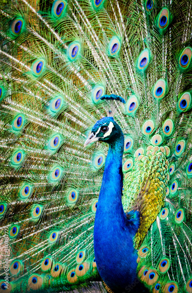 Obraz premium beautiful peacock