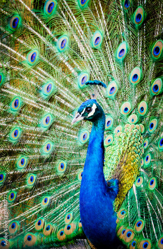 beautiful peacock
