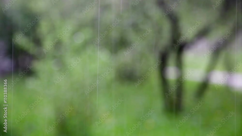 Close up fresh green bushes under the spring rain Close up fresh green bushes under the spring rain